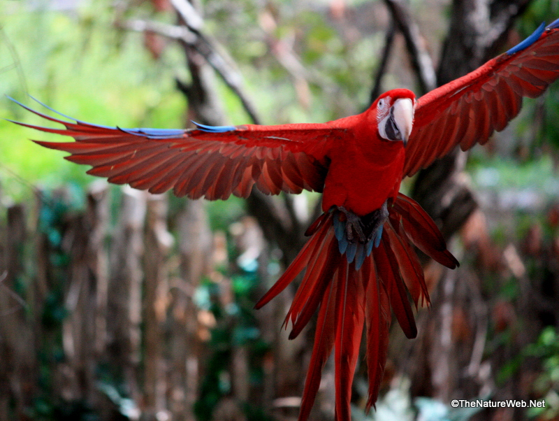 Scarlet Macaw